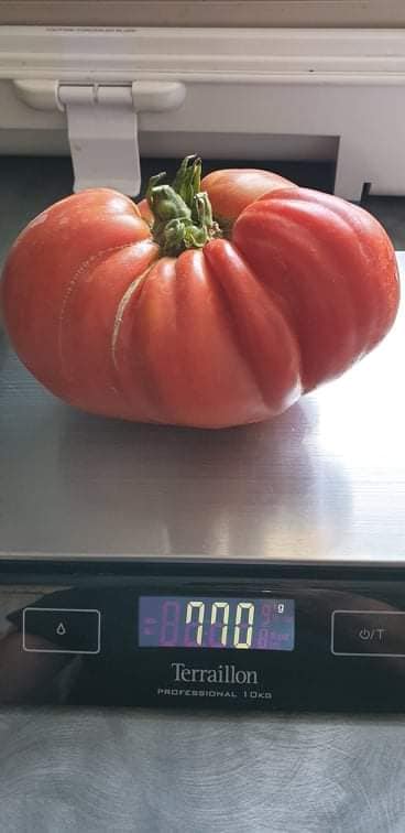 Comment faire grossir ses tomates ?