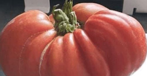 grosse tomate de plus de 700 grammes