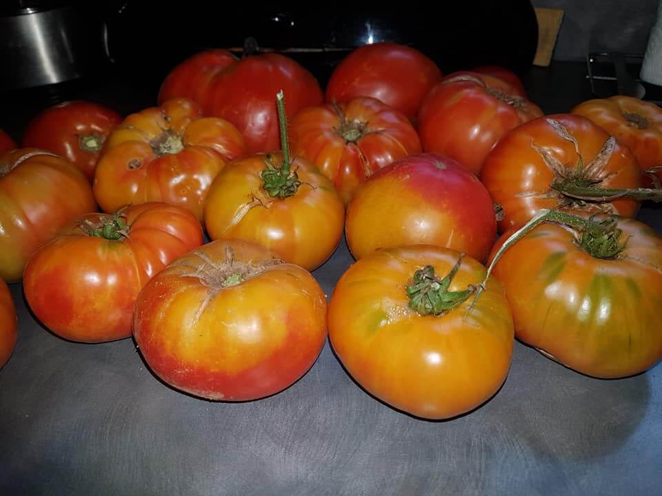 Comment avoir des tomates plus grosses et charnues ?
