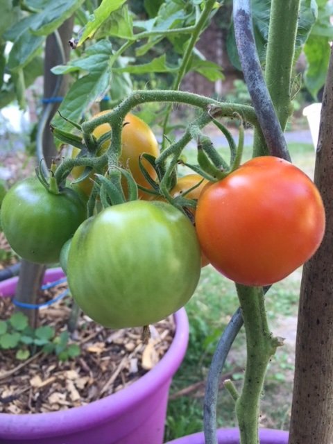Tomates en train de mûrir au soleil