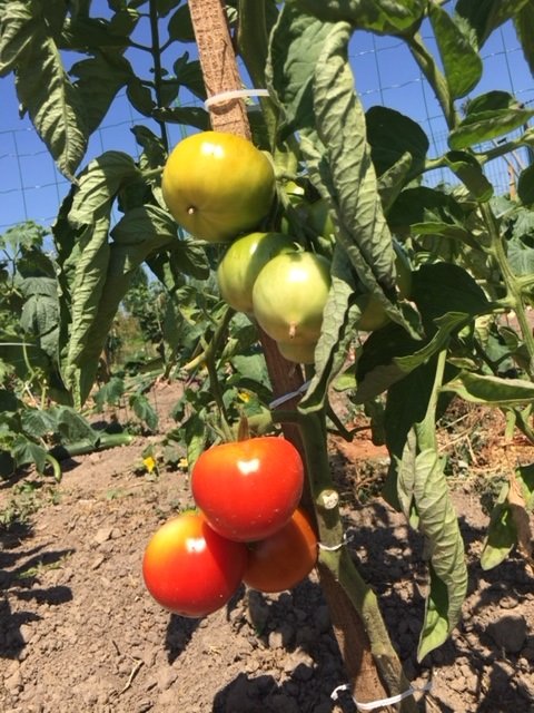 Tomates sur pied au soleil
