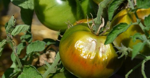 Faut-il arracher les pieds de tomates en fin de saison ?
