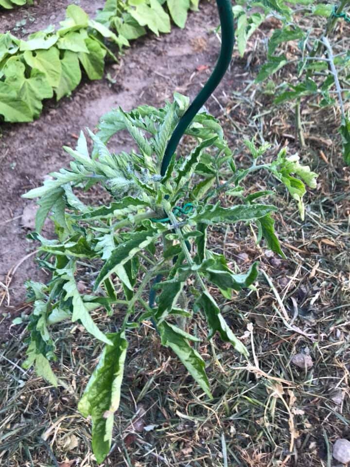 feuilles de tomates qui se roulent sur elles-même