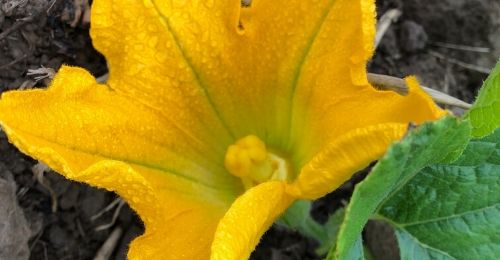 Fleur de courgette femelle