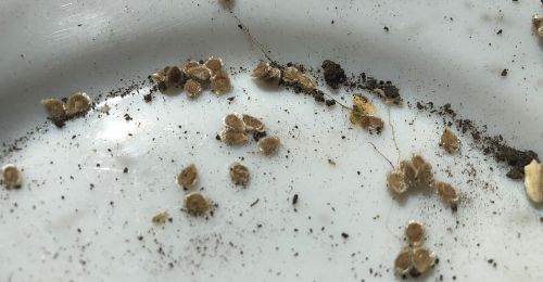 Les graines survitaminées de Pascal Poot, qui poussent sans eau