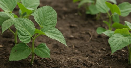 Mes haricots ne poussent plus : manque de chaleur ou autre ?