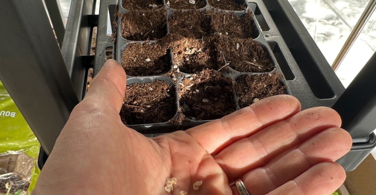 j-ai-teste-les-semis-de-tomates-mi-janvier-en-interieur-suivez-l-experience