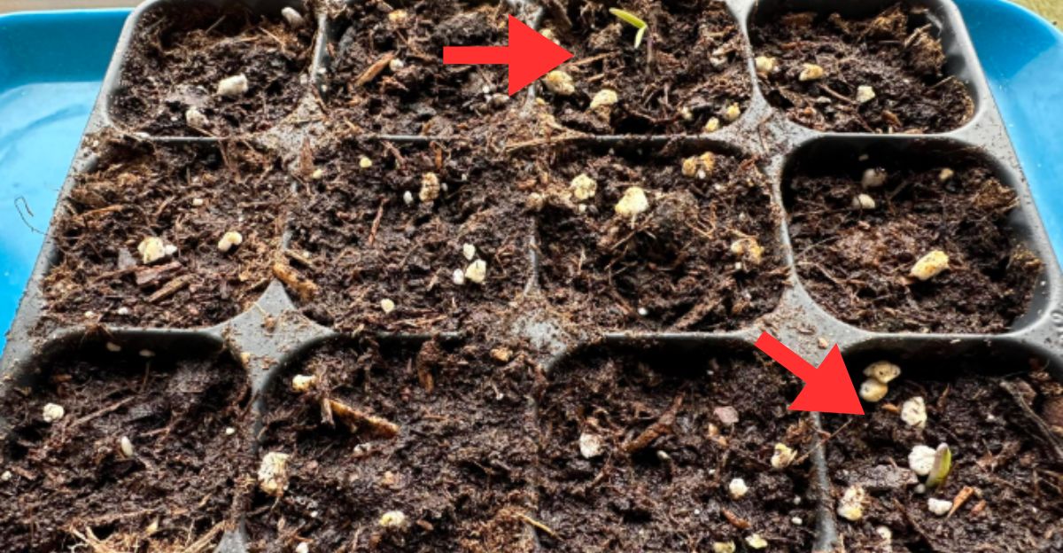 Graines germées J+10