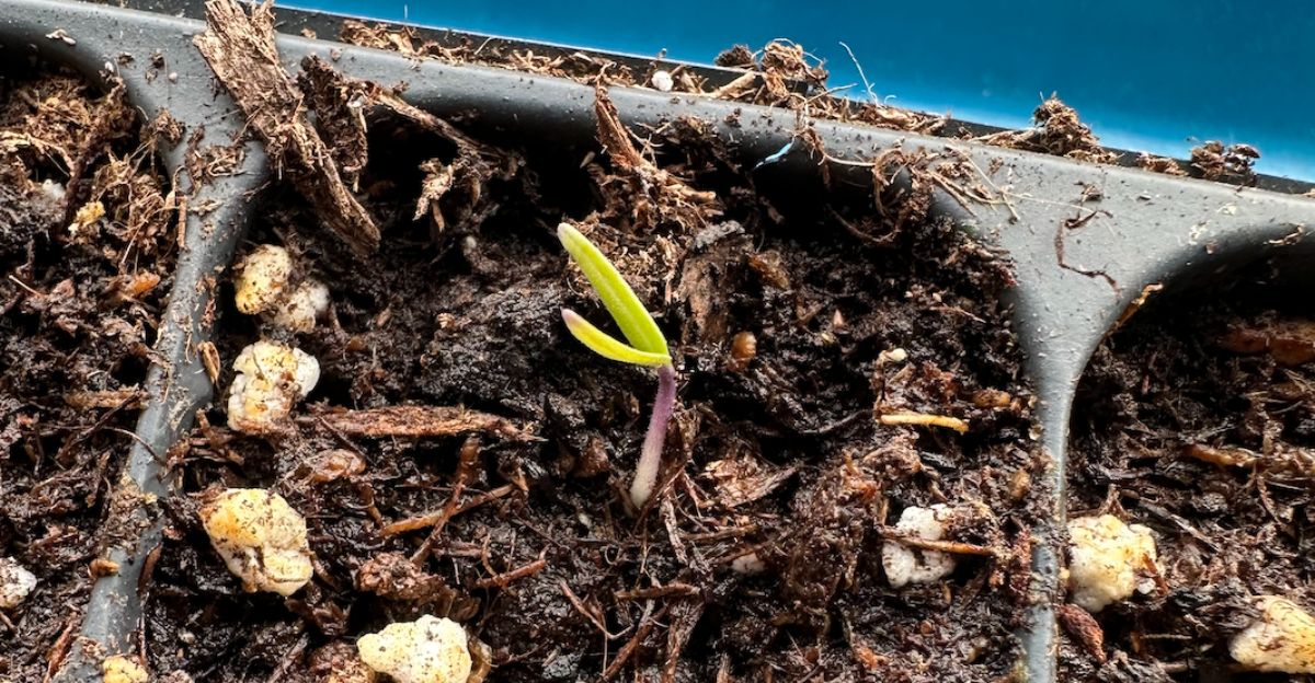 Graines germées J+10