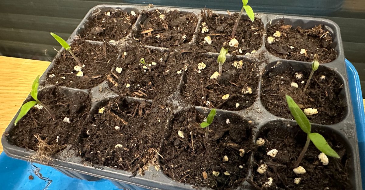 Je tourne la barquette 1 demi-tour tous les jours à 16h