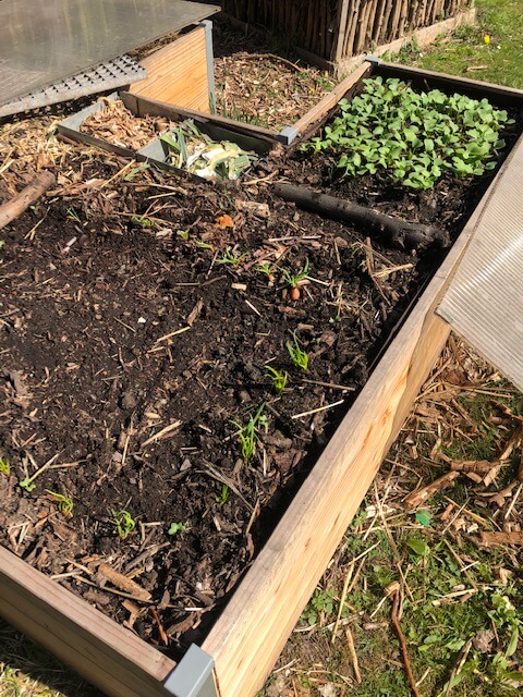 Premiers radis, échalotes et les 2 composteurs intégrés au keyhole garden