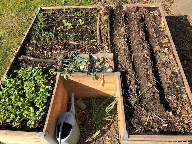 A droite la rangée de pomme de terre et les haricots verts, à gauche au premier plan les radis puis en haut à gauche les échalotes, blettes et salades (puis une autre série de radis)