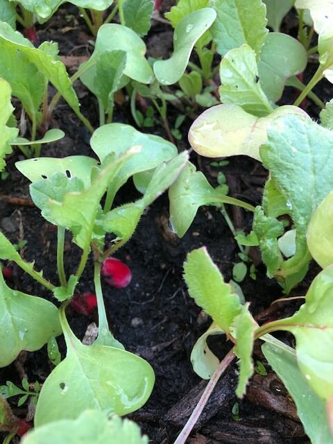 Premiers petits radis à récolter dans 4/5 jours
