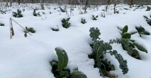 la-neige-danger-ou-protection-pour-le-potager
