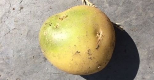 pomme de terre avec du vert