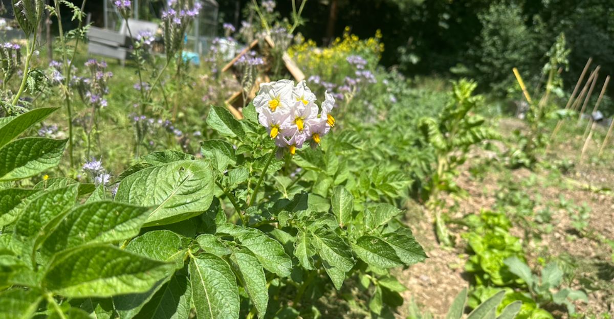 mon-potager-en-juin-ce-que-je-fais-vraiment-ce-mois-ci