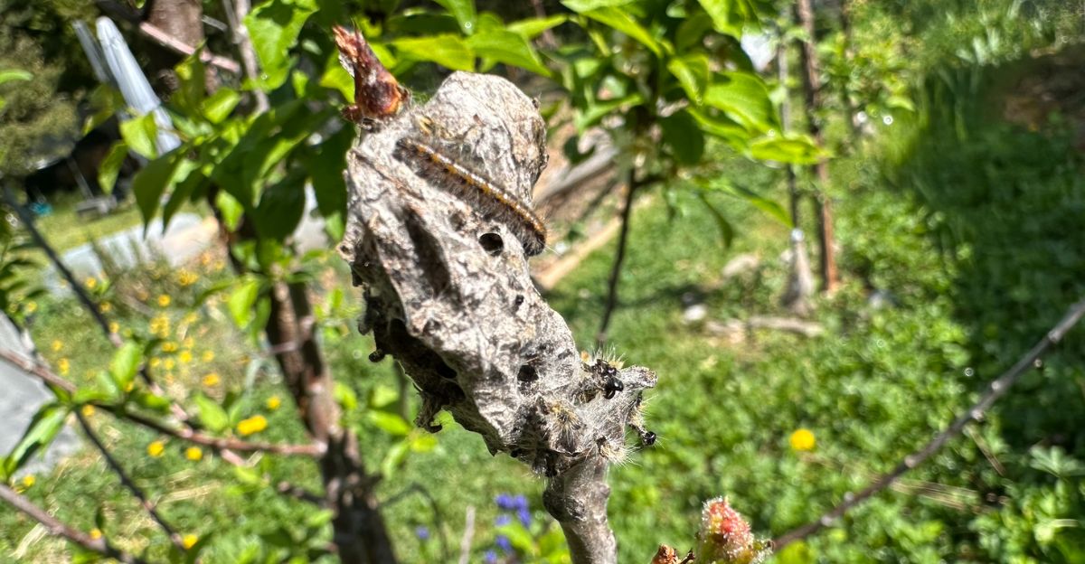nid-de-chenilles-dans-mon-pommier-qu-est-ce-que-je-dois-faire