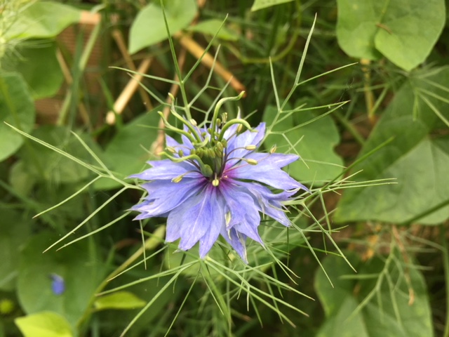 Fleur de Nigelle de Damas Bleue