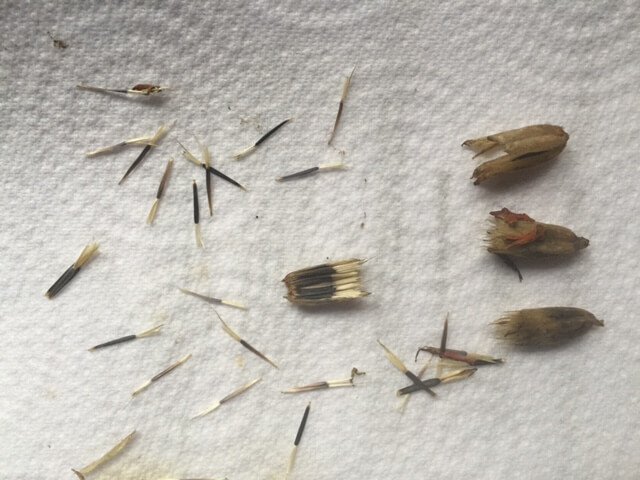 Comment récolter les graines d'oeillets mignardise ?