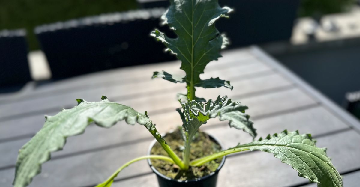 ou-placer-un-artichaut-dans-son-potager