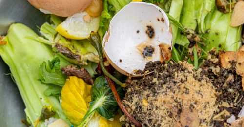 Peut-on composter les coquilles d'oeuf au compost ?