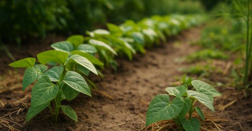 Blog Jardin : Peut-on encore semer des haricots en Août ?