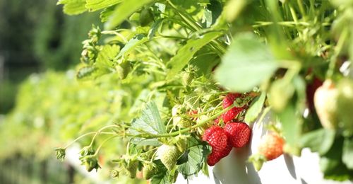 Plantation des fraisiers en jardinière