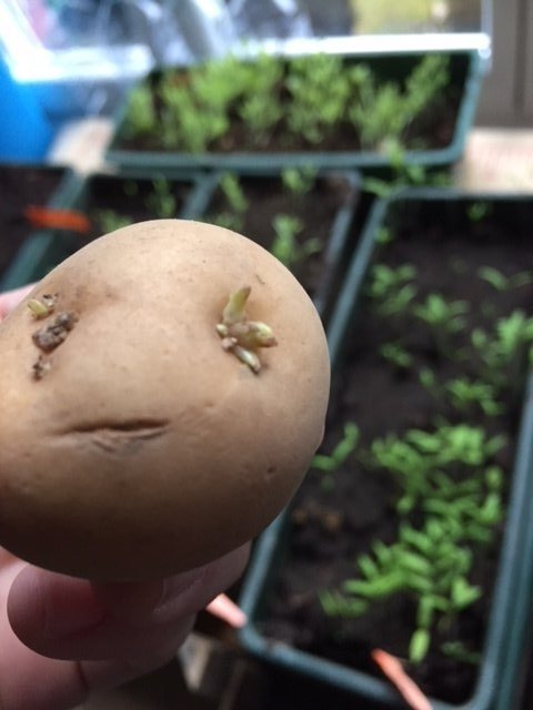 premiers germes de pommes de terre début mars