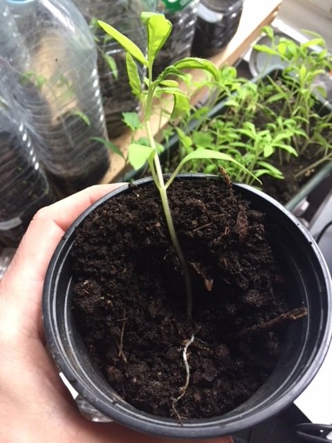 repiquer un plant de tomate en petit pot