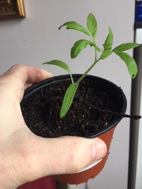plant de tomate repiqué