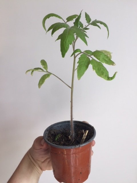 plant de tomate  en croissance