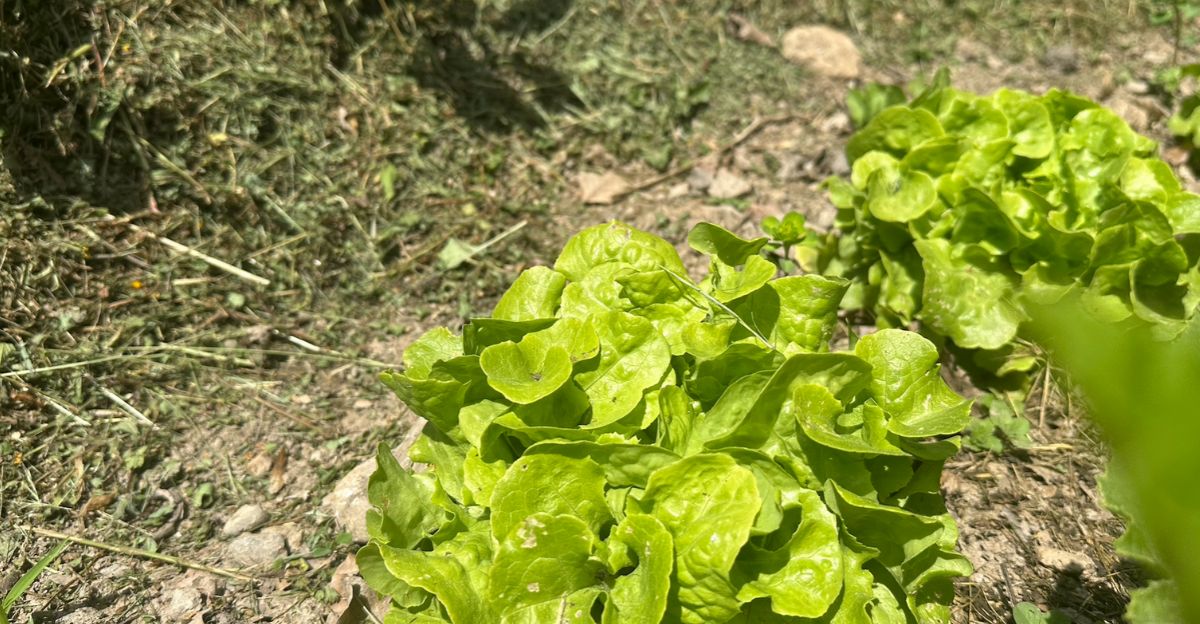 Planter sa salade : au soleil ou à l'ombre ?