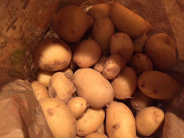 Planter pomme de terre. Pommes de terre en sac
