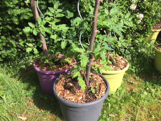 les plants de tomates grandissent bien