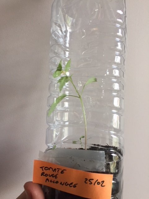 taille du plant de tomate à J+24 avant remplissage de terre