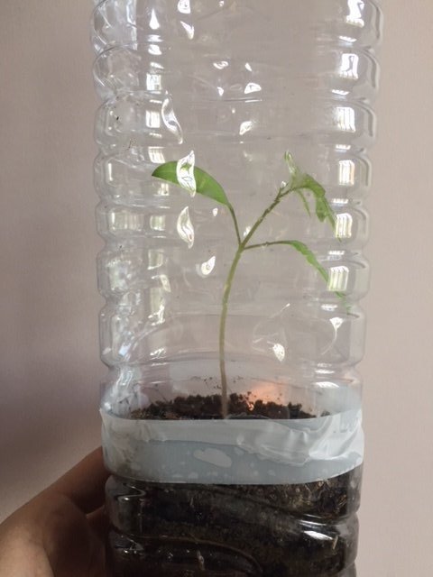 le plant de tomate se développe dans la bouteille