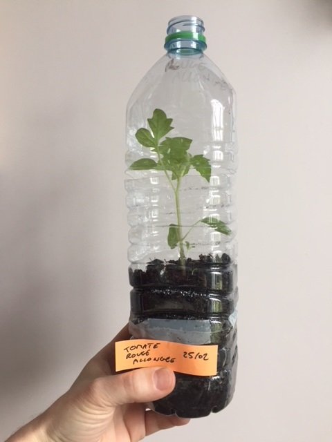 Evolution de notre plant de tomate en bouteille