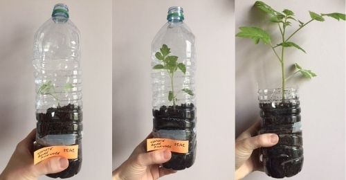semis des tomates dans des bouteilles