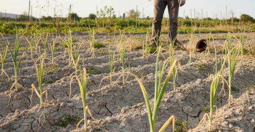 pourquoi-vos-poireaux-ne-grossissent-pas-causes-solutions