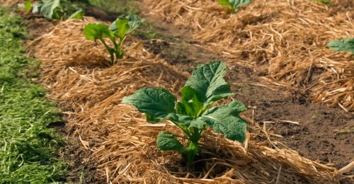 Blog Jardinage : Protéger son sol en été : paillage et alternatives naturelles