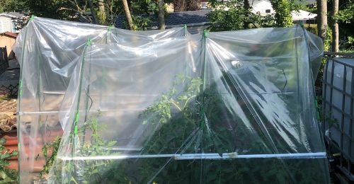 Protection des tomates avec un toit en plastique