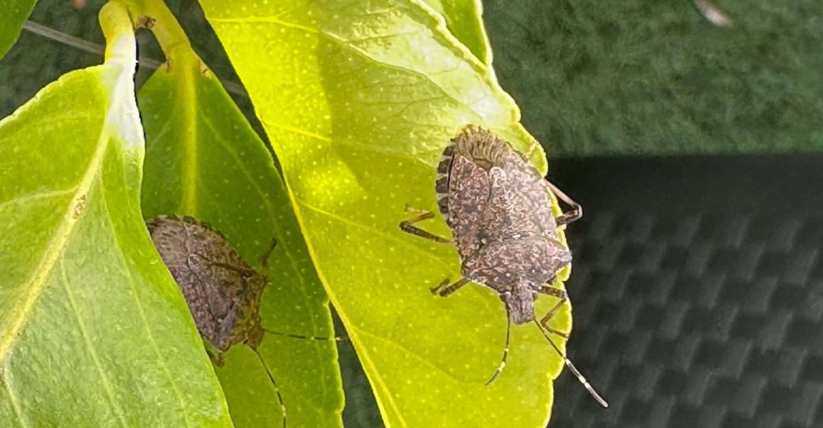 Punaise diabolique au potager : plan bio