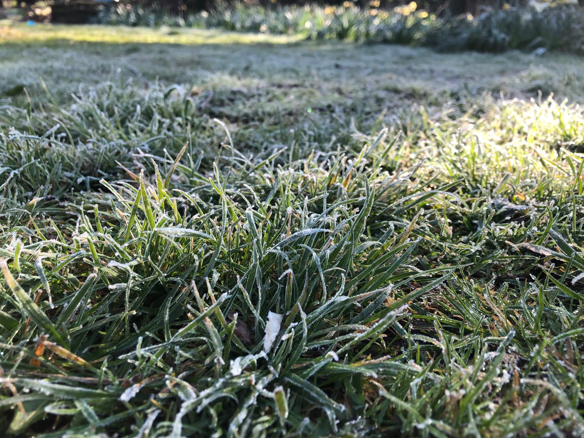 pelouse gelée un matin du mois de mai dans le nord