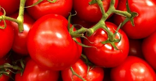 Quand semer les tomates dans le nord ?