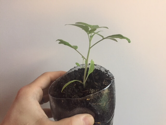 Mes semis et plantations de tomates 2020