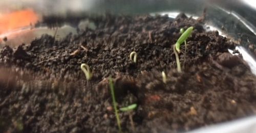 quand-semer-les-tomates-en-2026