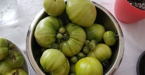 Photo de tomates vertes de Alice Laval