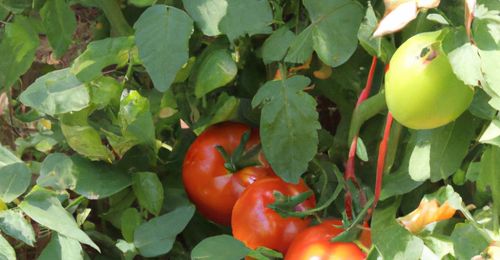 Que mettre au pied des tomates pour favoriser leur croissance et éviter les maladies ?