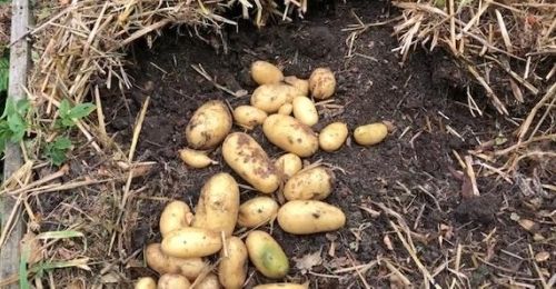 Que planter après les pommes de terre au potager ?