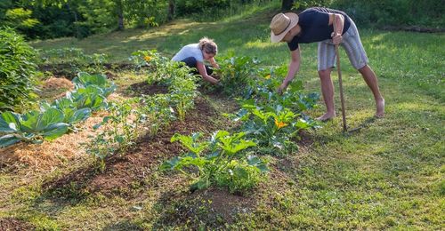 Quels légumes planter sur une butte de permaculture ?